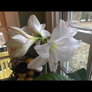 Meet your Posher, Wrennie